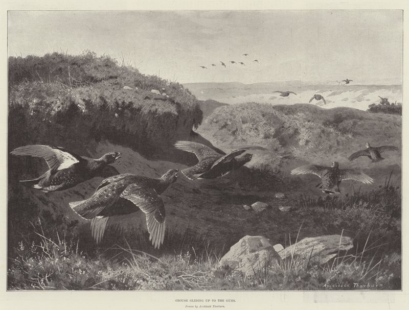 Tetřev klouzající ke zbraním od Archibald Thorburn