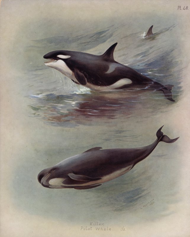 Killer, Pilot Whale od Archibald Thorburn