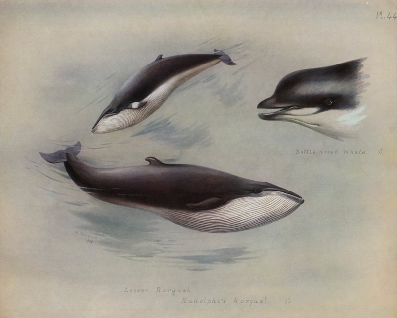 Lesser Rorqual, Rudolphis Rorqual, Velryba nosatá od Archibald Thorburn
