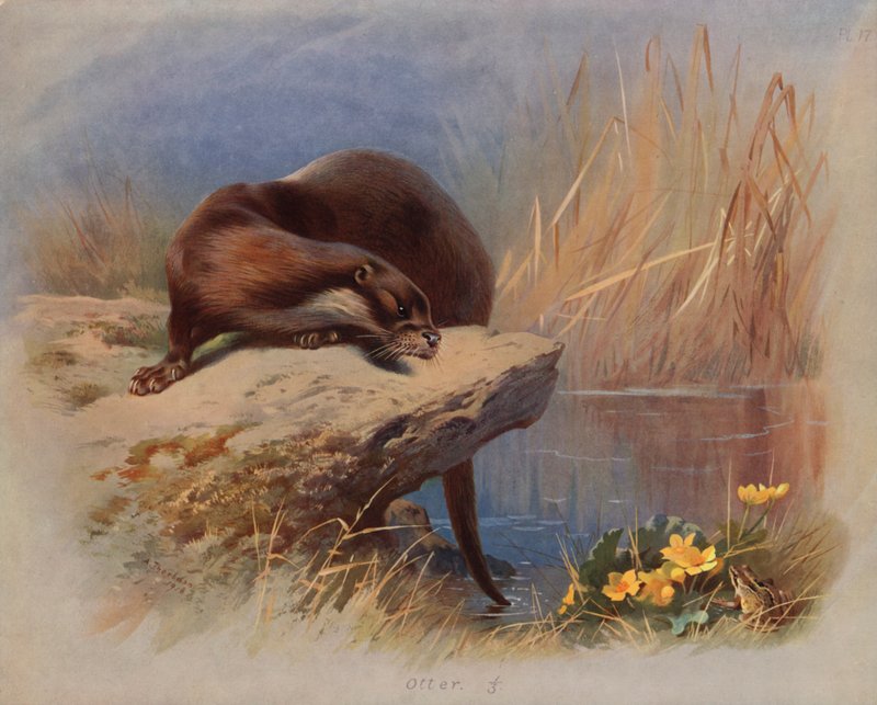 Vydra od Archibald Thorburn