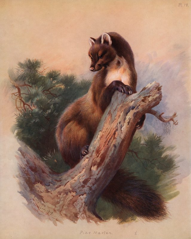 Borová kuna od Archibald Thorburn