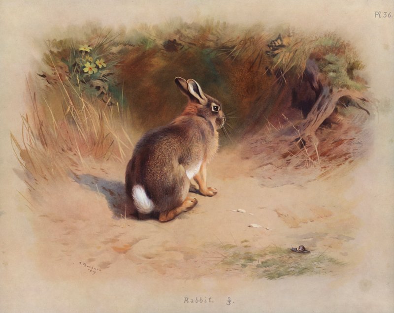 Králičí od Archibald Thorburn