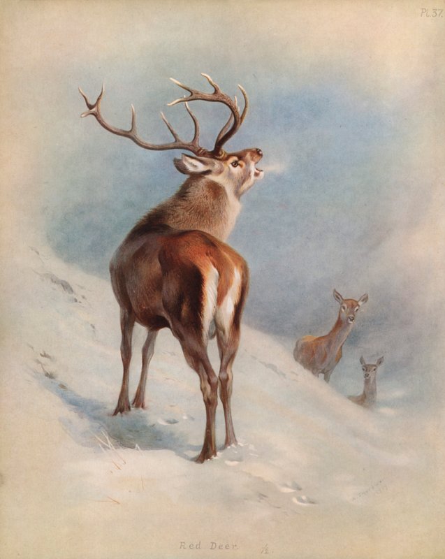 Red Deer od Archibald Thorburn