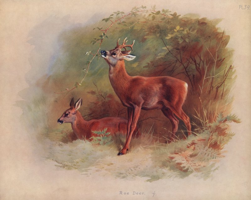 Srnec od Archibald Thorburn