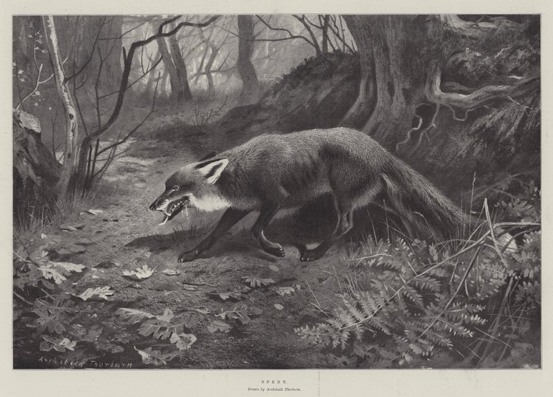 Utracené od Archibald Thorburn