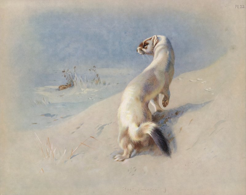 lasicovitý (zimní) od Archibald Thorburn