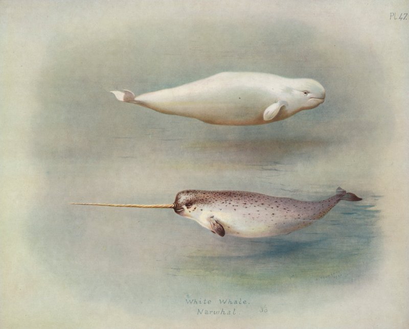 Bílá velryba, Narval od Archibald Thorburn