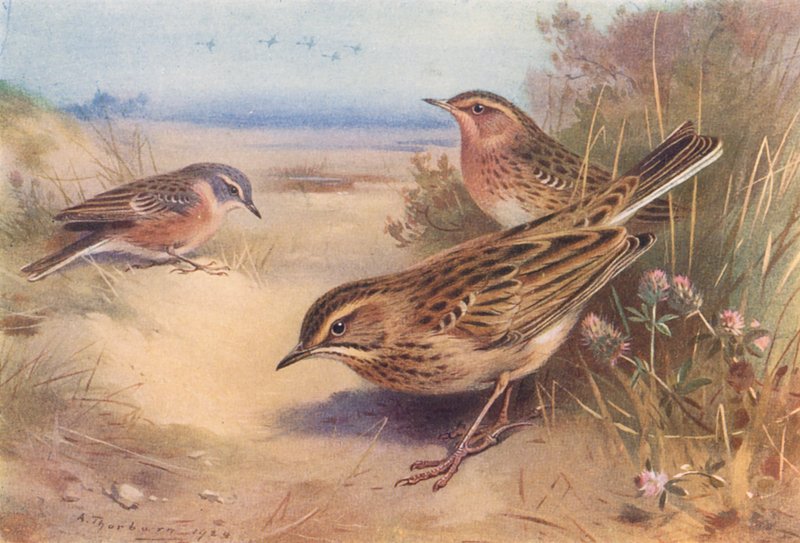 konipas horský, konipas červenozobý, konipas Richardův (barevná litografie) od Archibald Thorburn