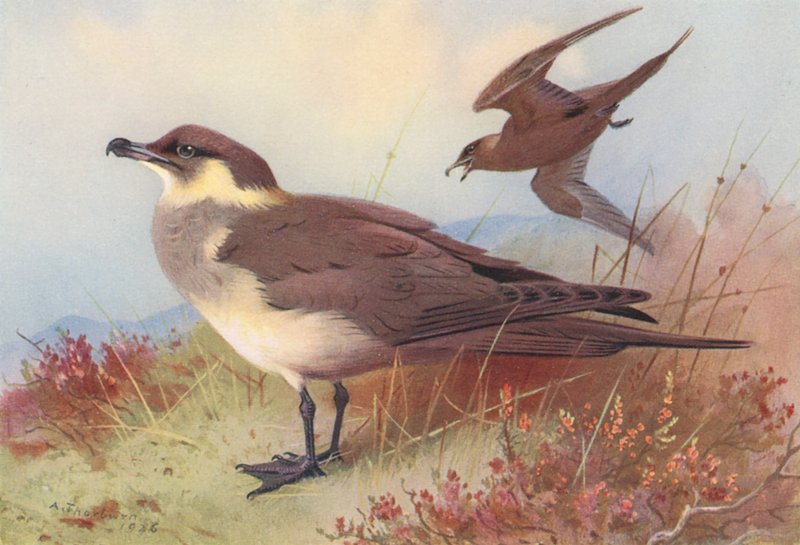 Skua arktický nebo Richardsonův (barevná litografie) od Archibald Thorburn