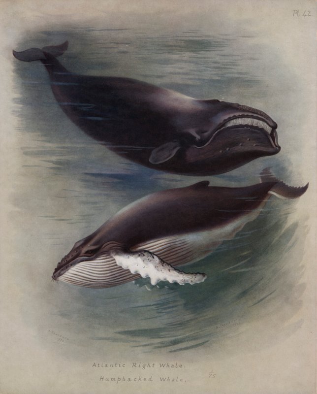 Atlantská pravá velryba, keporkak od Archibald Thorburn