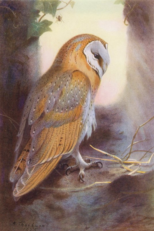 Sýček obecný (barevná litografie) od Archibald Thorburn