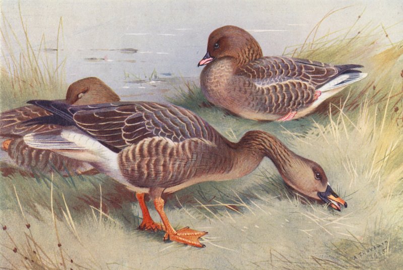 Husa fazolová, husa růžovonohá (barevná litografie) od Archibald Thorburn
