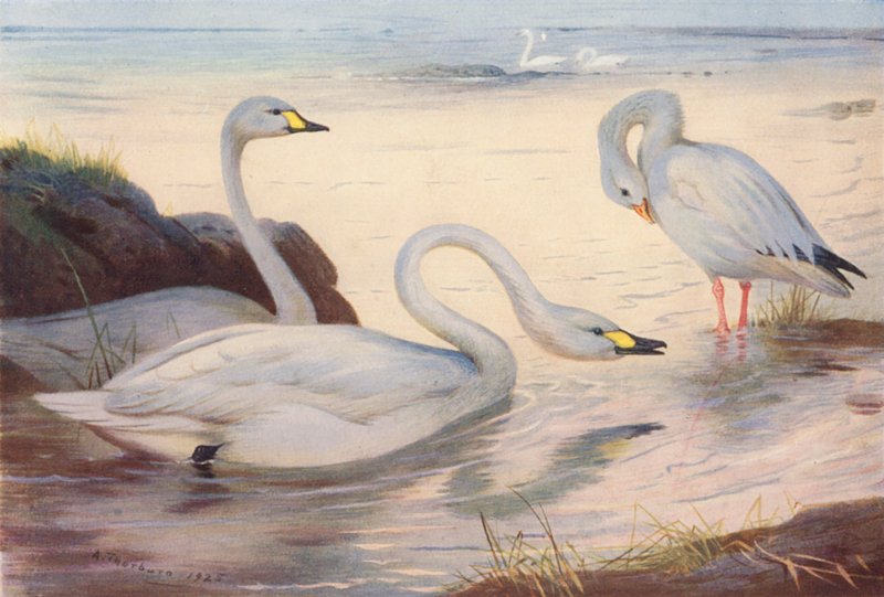 Bewickova labuť, sněžná husa (barevná litografie) od Archibald Thorburn