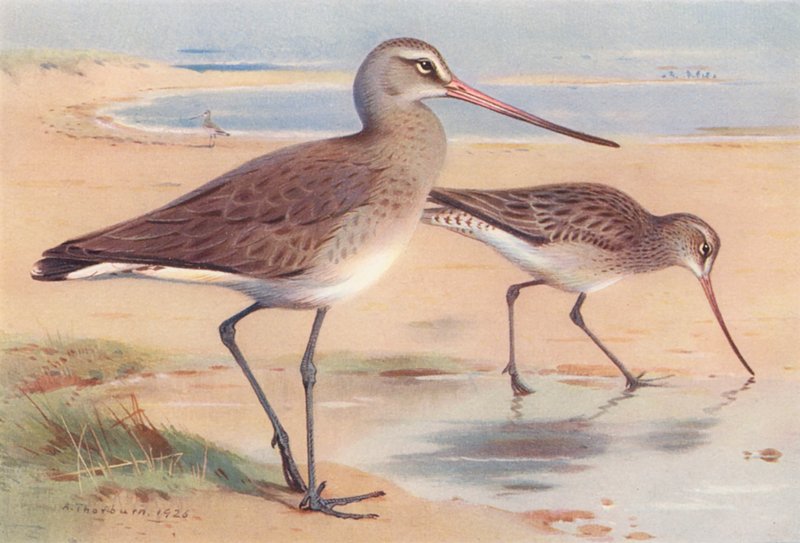 Břehouš černoocasý (zimní), břehouš černoocasý (zimní) (barevná litografie) od Archibald Thorburn