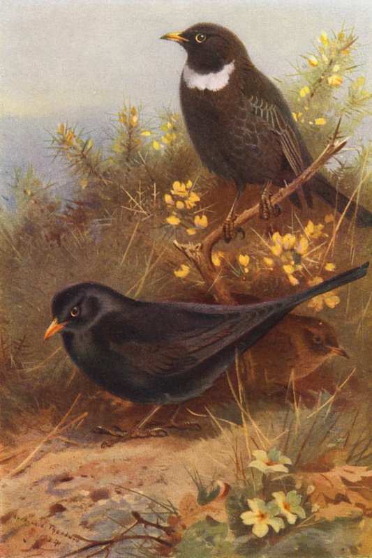 Black Bird (samec a samice), Ring-Ouzel (barevná litografie) od Archibald Thorburn