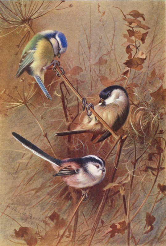 Sýkora modřinka, sýkora koňadra, sýkora uhelníček (barevná litografie) od Archibald Thorburn