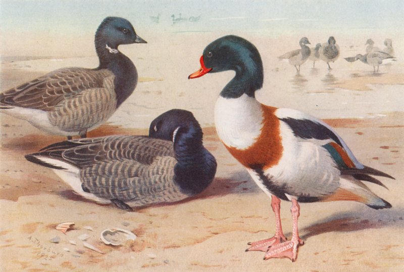 Husa brentská, kachna divoká (barevná litografie) od Archibald Thorburn