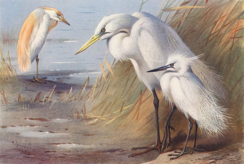 Volavka popelavá, volavka bílá, volavka malá (barevná litografie) od Archibald Thorburn