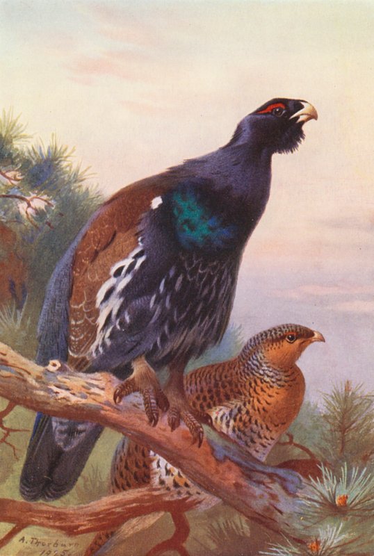Tetřev hlušec (samec a samice) (barevná litografie) od Archibald Thorburn