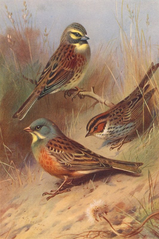 Cirl Bunting, Little Bunting, Ortolan (barevná litografie) od Archibald Thorburn