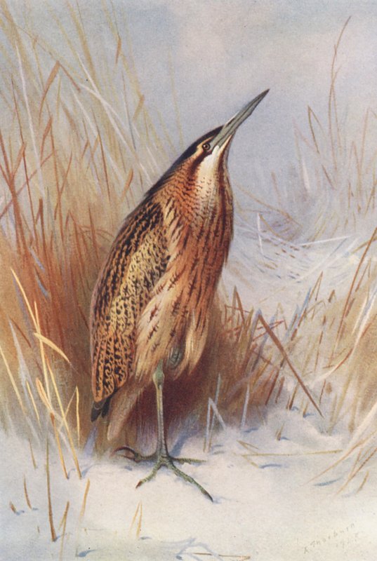 Bystrouška obecná (barevná litografie) od Archibald Thorburn
