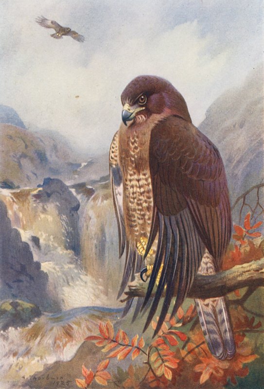 Káně lesní (barevná litografie) od Archibald Thorburn