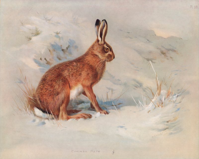 Zajíc obecný od Archibald Thorburn