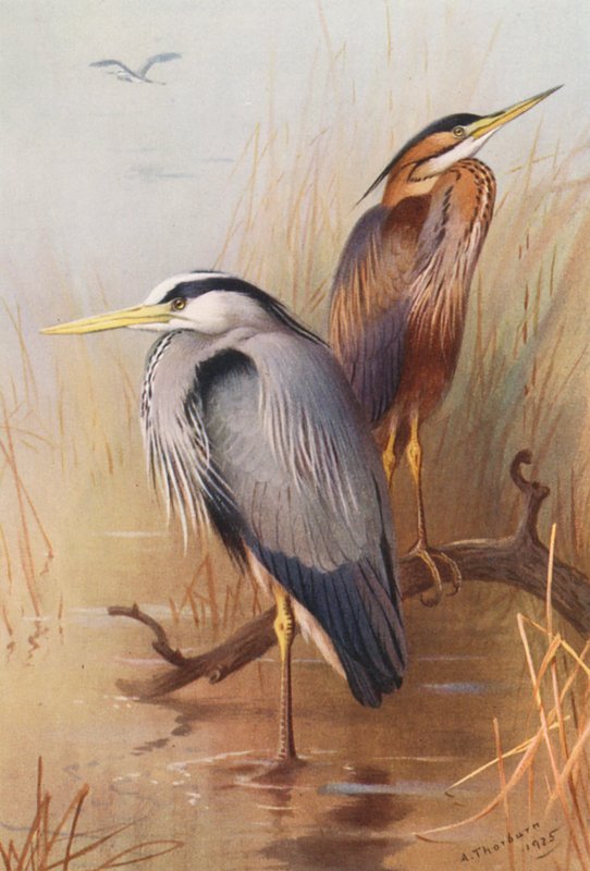 Volavka popelavá, volavka fialová (barevná litografie) od Archibald Thorburn