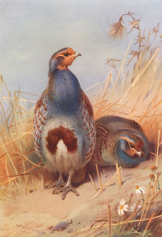 Koroptev polní (samec a samice) (barevná litografie) od Archibald Thorburn