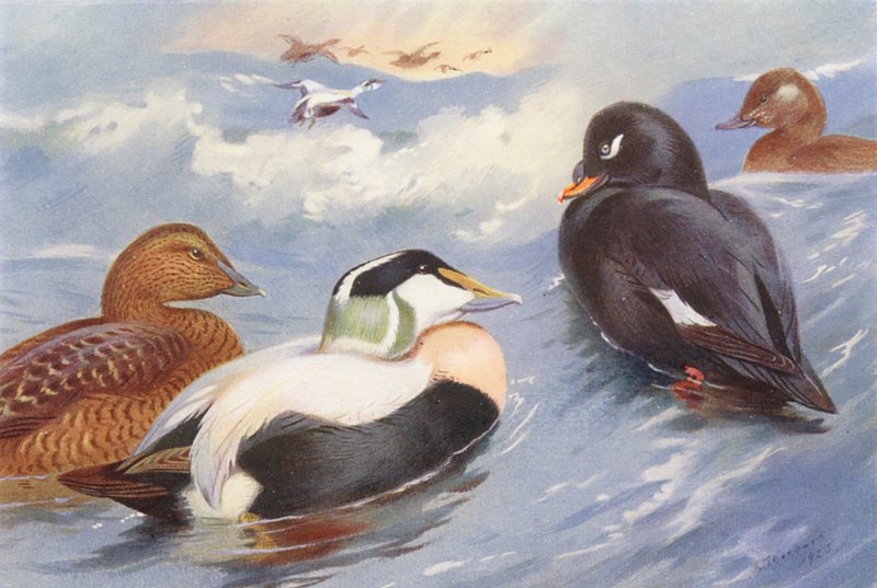 Kachna divoká (samec a samice), kachna sametová (samec a samice) (barevná litografie) od Archibald Thorburn