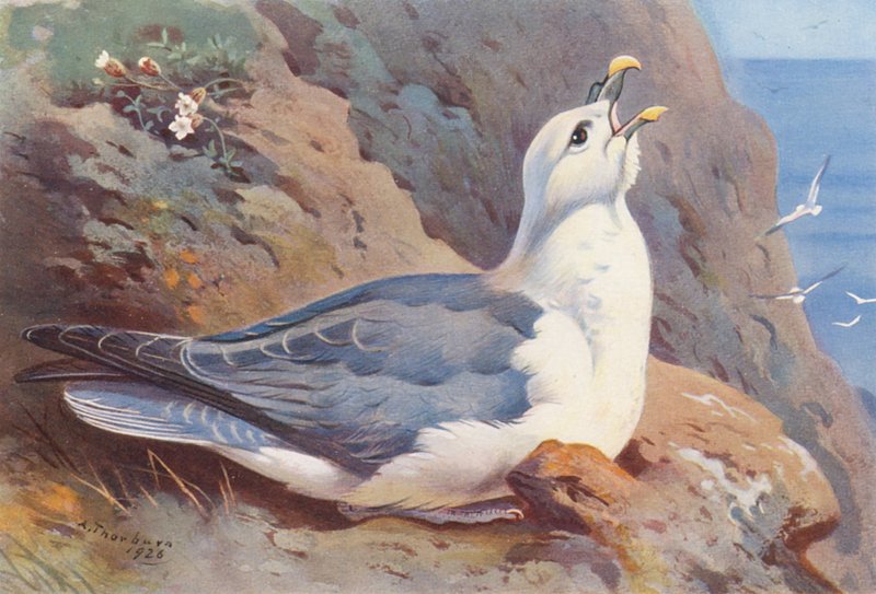 Fulmar (barevná litografie) od Archibald Thorburn