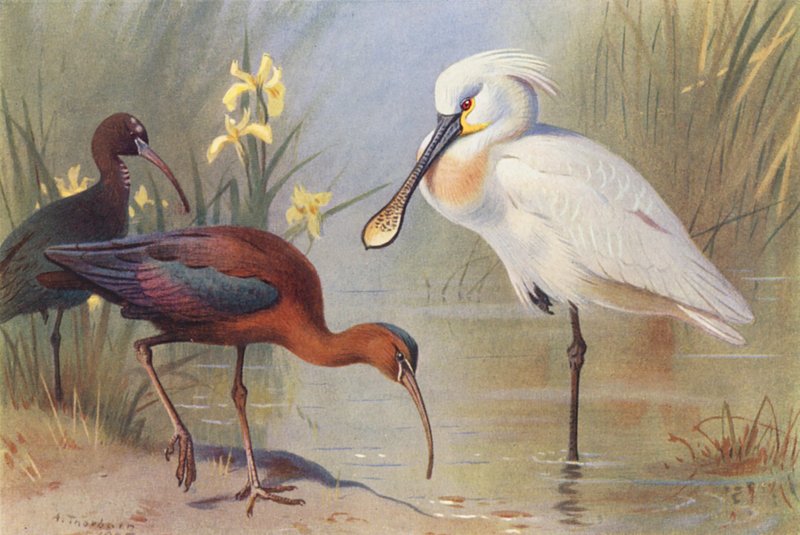 Ibis lesklý (dospělý a nedospělý), lžičák pestrý (barevná litografie) od Archibald Thorburn