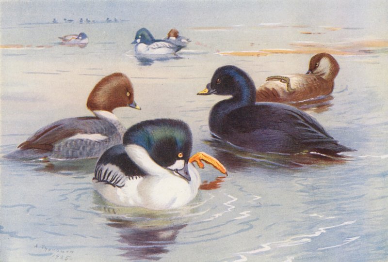 Zlatohlávek obecný (samec a samice), potápka roháč (samec a samice) (barevná litografie) od Archibald Thorburn