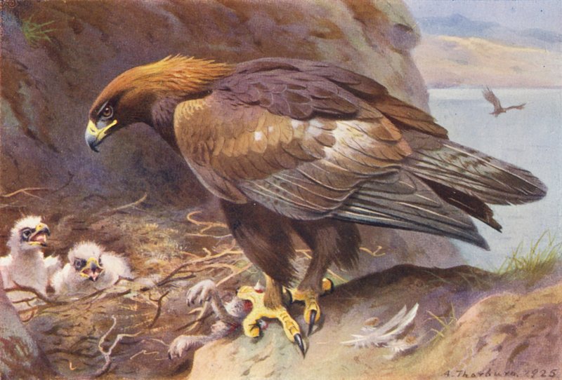 Golden Eagle (barevná litografie) od Archibald Thorburn