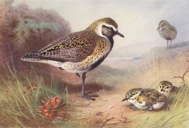Zlatohlávek obecný (letní) (barevná litografie) od Archibald Thorburn