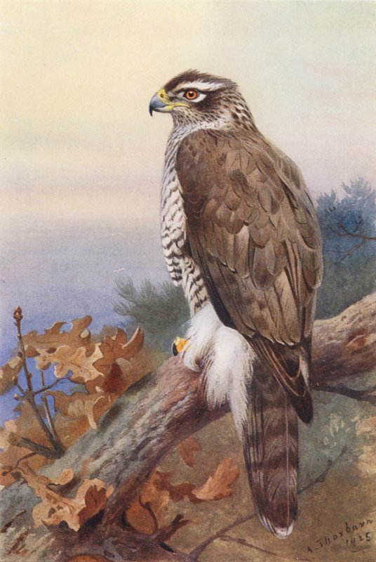 Jestřáb lesní (barevná litografie) od Archibald Thorburn