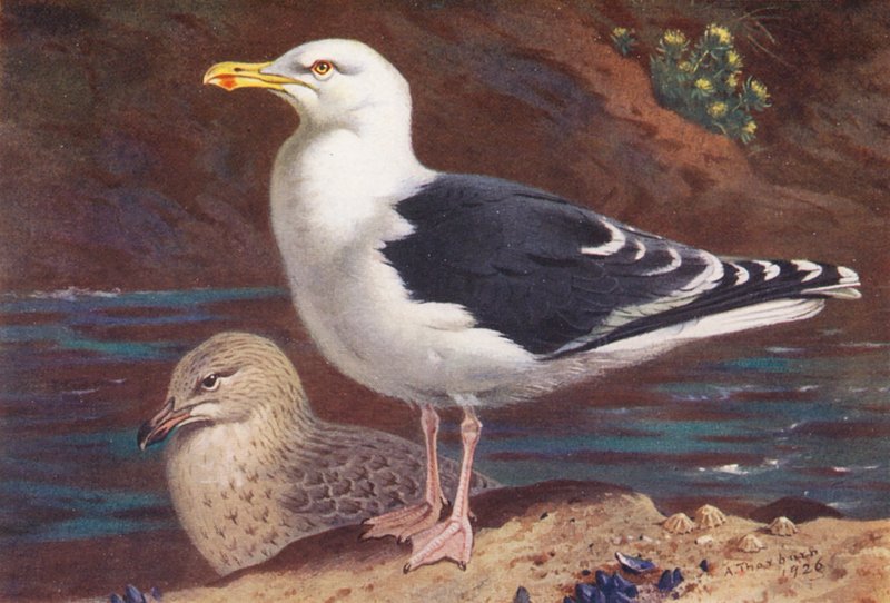 Velký racek černohřbetý (dospělý a mládě) (barevná litografie) od Archibald Thorburn