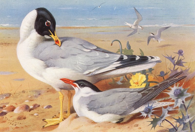 racek chechtavý, rybák kaspický (barevná litografie) od Archibald Thorburn