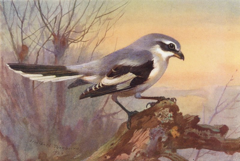 Strakapoud bělohřbetý (barevná litografie) od Archibald Thorburn