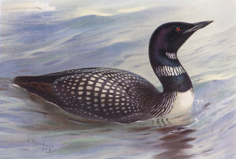 Velký severní potápěč (barevná litografie) od Archibald Thorburn