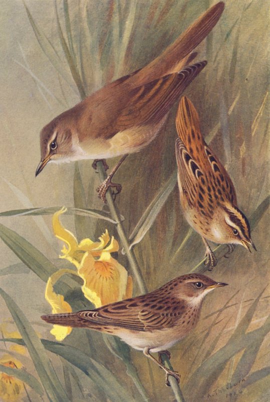 rákosník velký, vodní pěvec, konipas luční (barevná litografie) od Archibald Thorburn