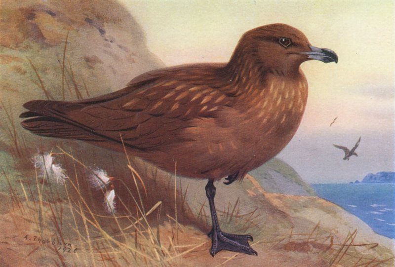 Skua velký (barevná litografie) od Archibald Thorburn