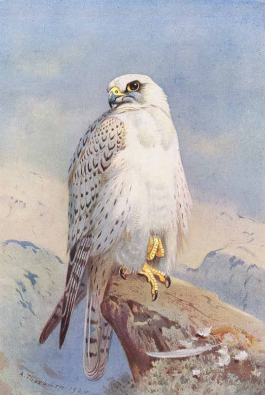 Sokol grónský (barevná litografie) od Archibald Thorburn