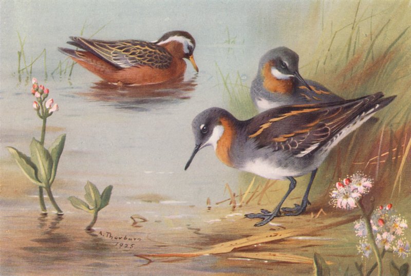Falrope šedý (letní), Falrope červenokrký (letní) (barevná litografie) od Archibald Thorburn