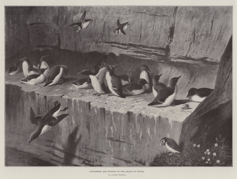 Guillemots a papuchalci na ostrově Handa od Archibald Thorburn