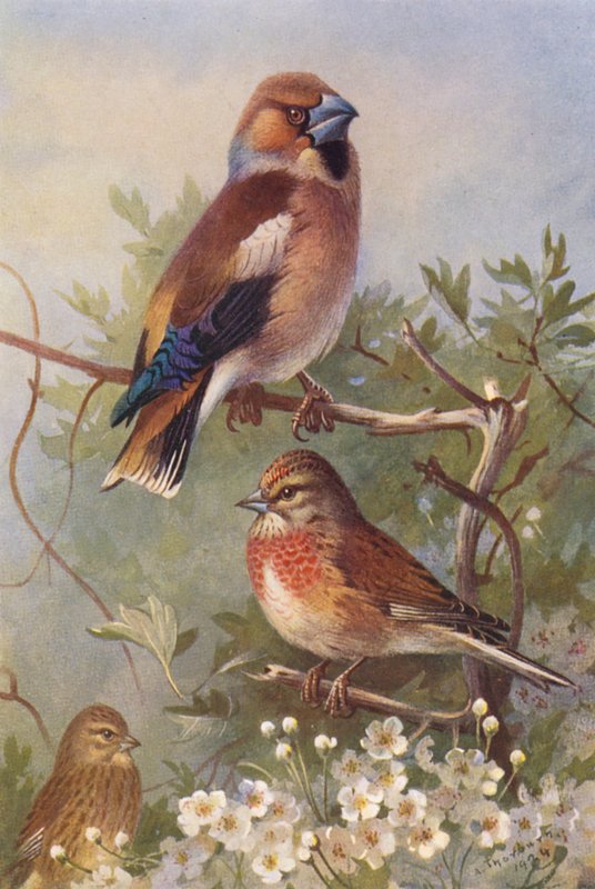Jestřáb lesní, Linnet (samec a samice) (barevná litografie) od Archibald Thorburn