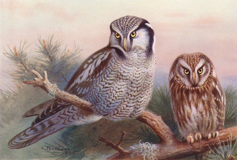 Jestřáb lesní, sova Tengmalmova (barevná litografie) od Archibald Thorburn