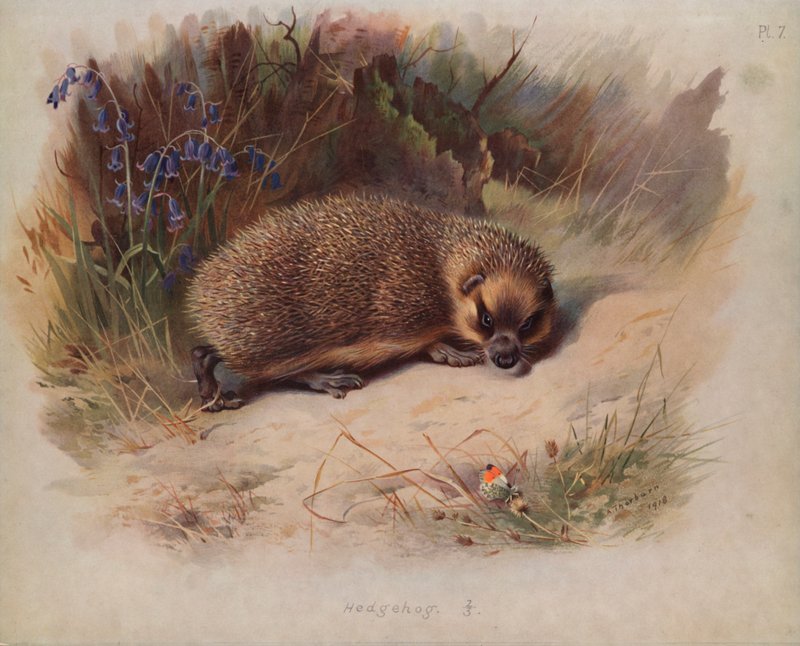 Ježek od Archibald Thorburn