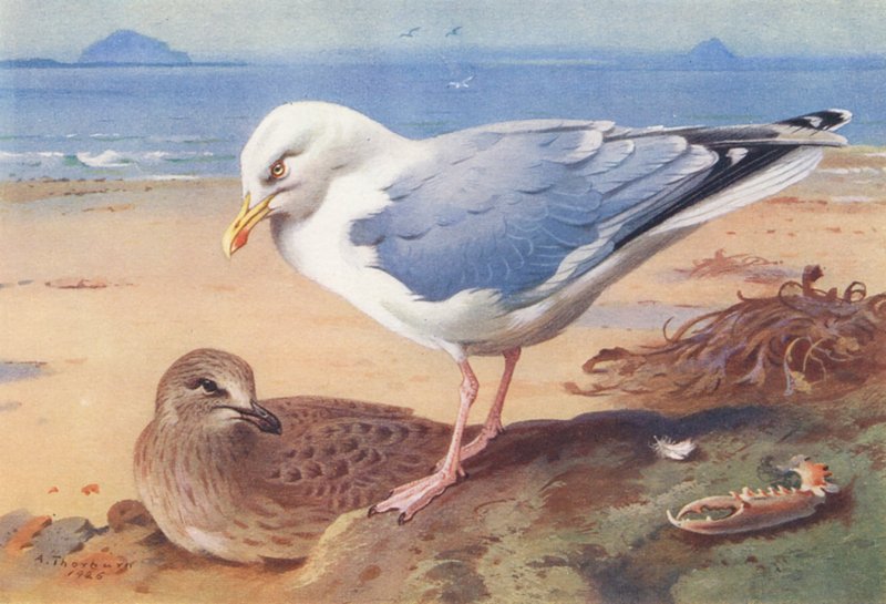 Racek stříbřitý (dospělý a mládě) (barevná litografie) od Archibald Thorburn