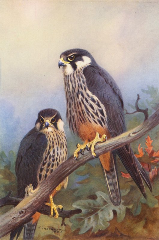 Hobby (muž a žena) (barevná litografie) od Archibald Thorburn